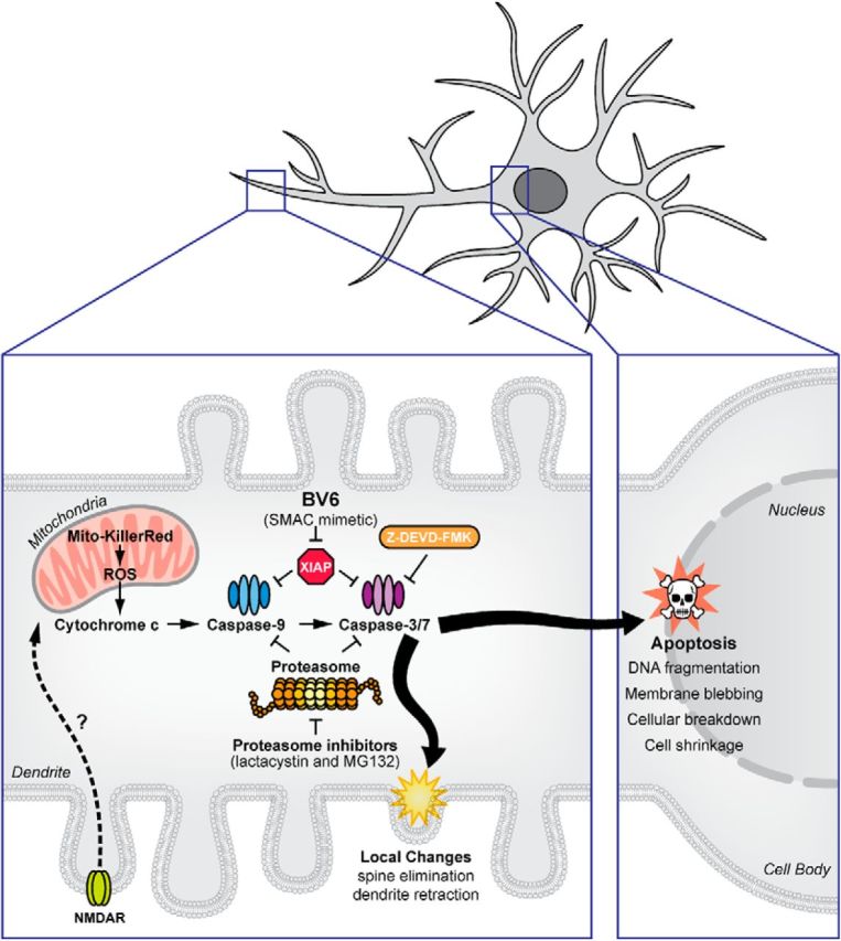 Figure 15.