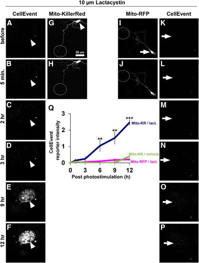 Figure 10.