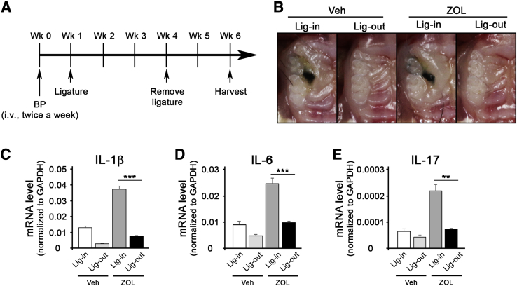 Figure 2