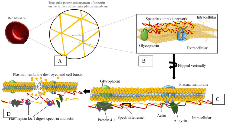 Figure 6