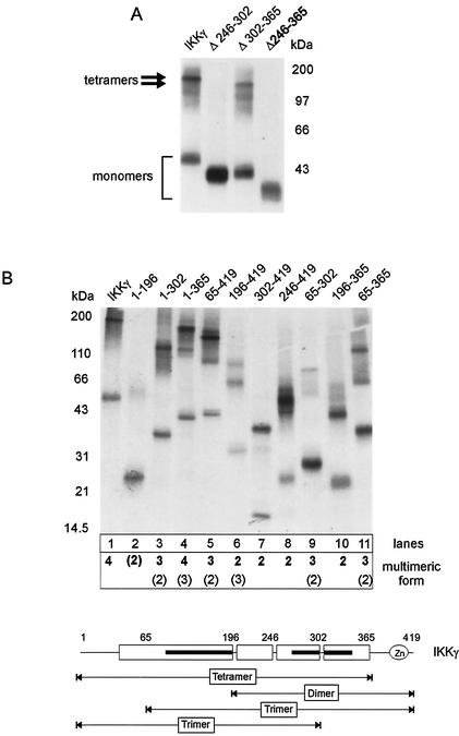 FIG. 3.