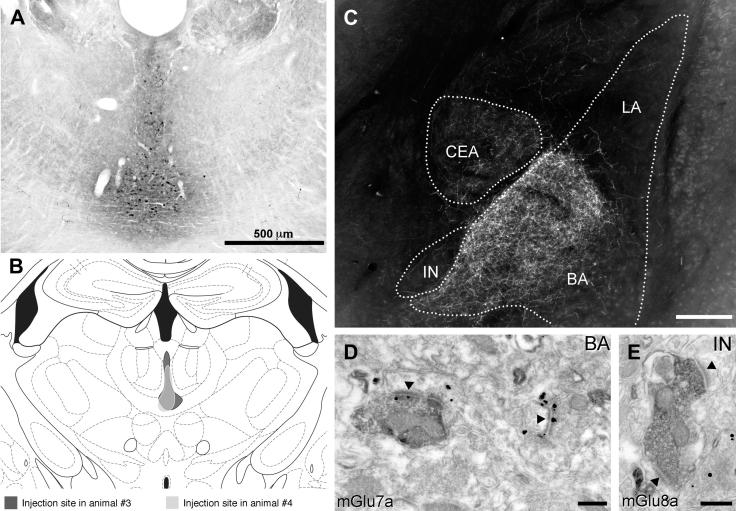 Fig. 8