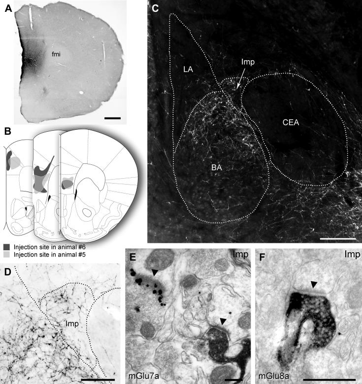 Fig. 7