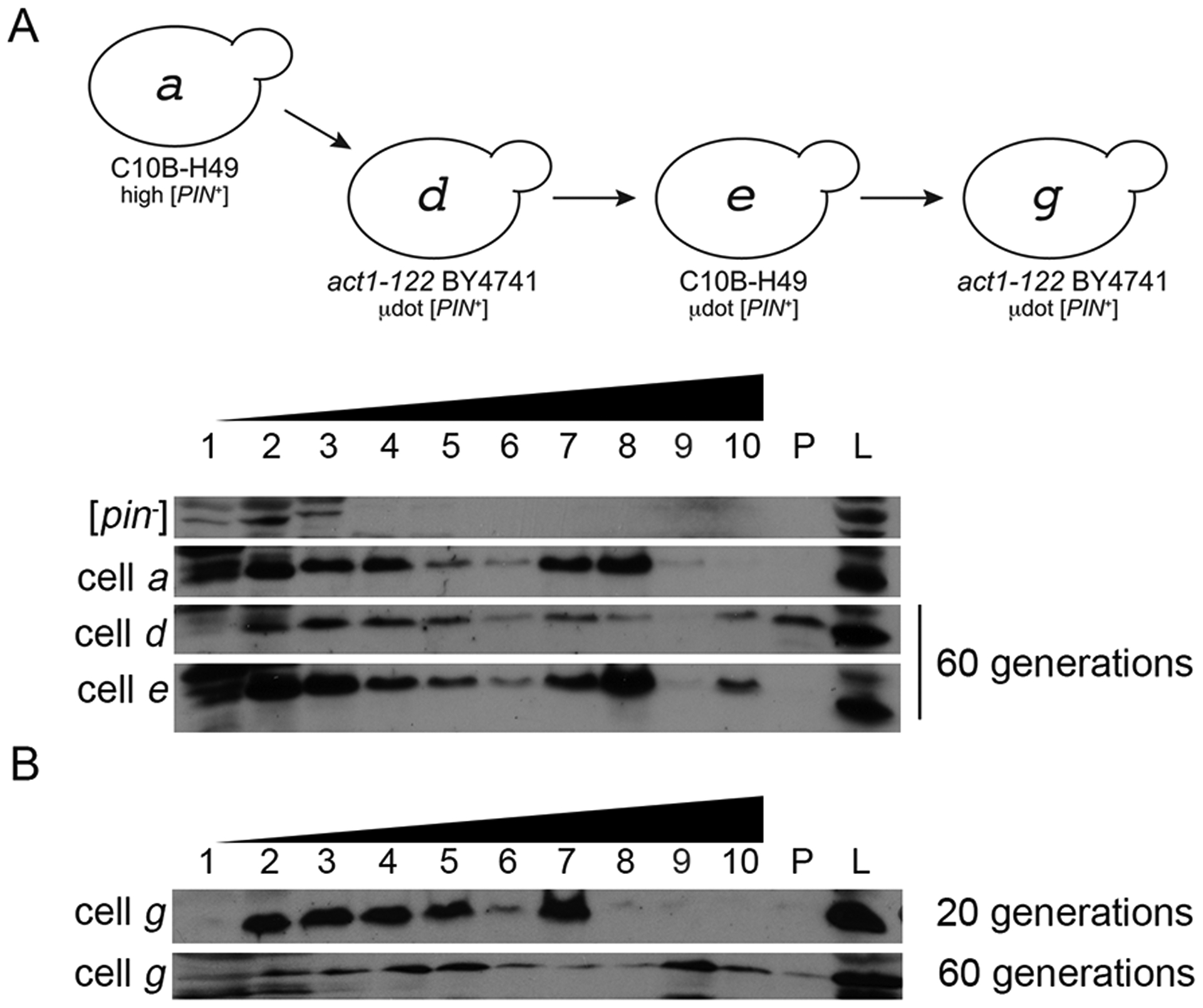 Figure 6.