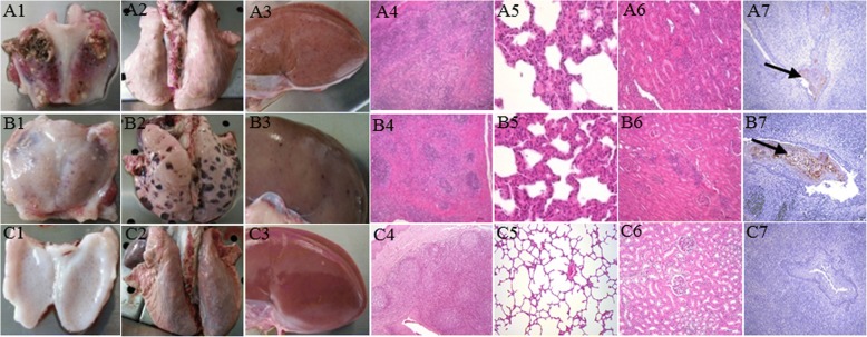 Fig. 5