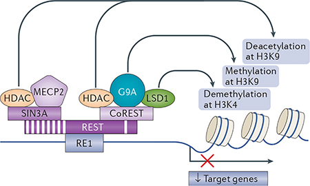 Box 2 | Restrictive element 1-silencing transcription factor silences target genes by epigenetic remodelling