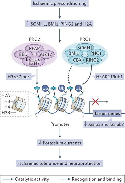 Figure 1 |