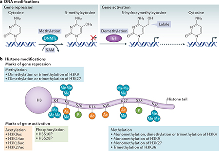 graphic file with name nihms-1005669-f0003.jpg