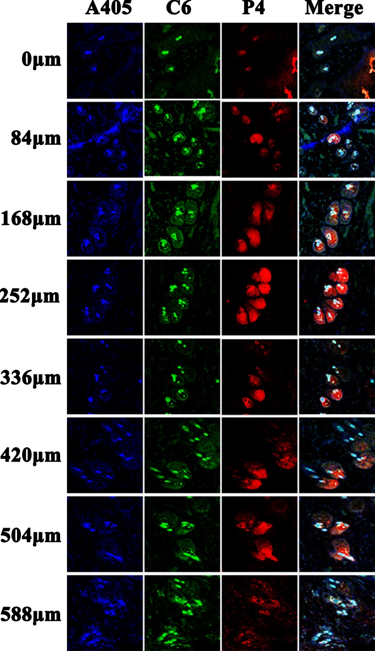 Figure 6