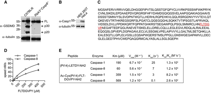 Figure EV2