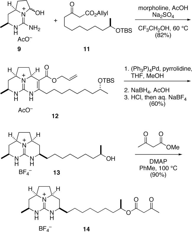 Scheme 2