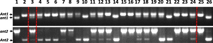 Fig. 2