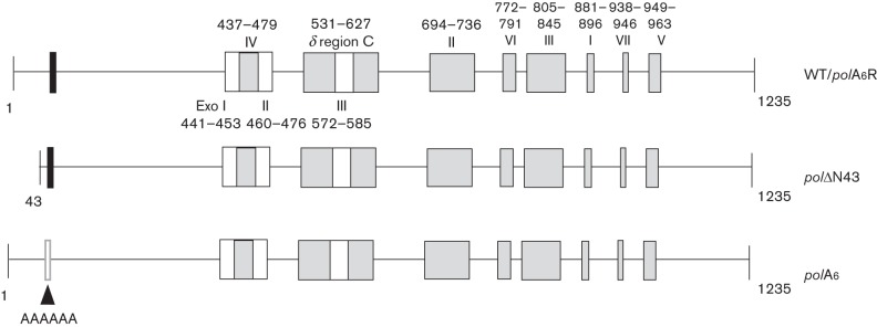 Fig. 1. 