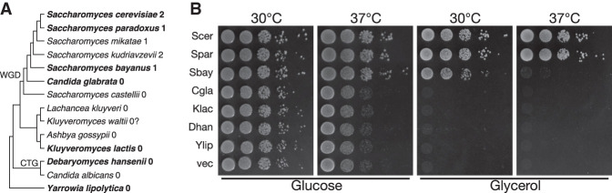 FIGURE 4.