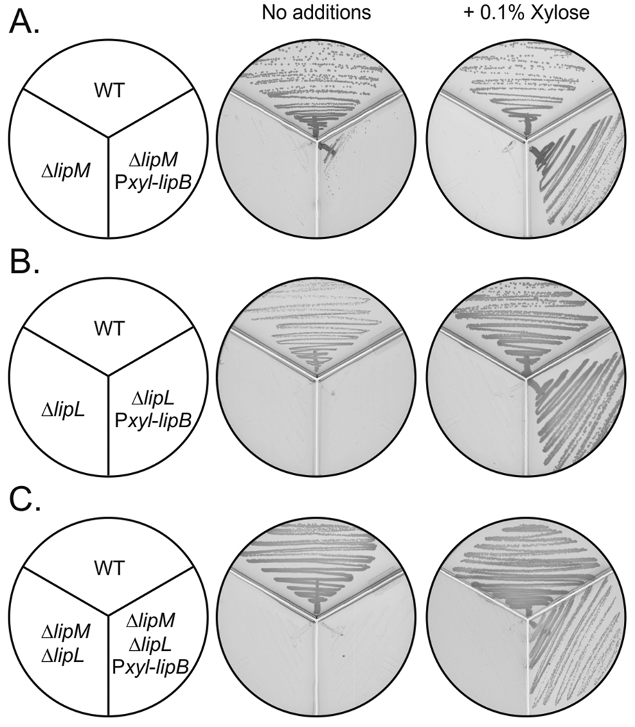 Fig. 7