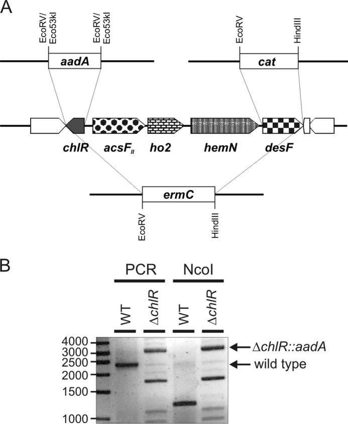 FIGURE 1.