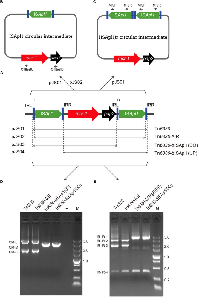 FIGURE 1