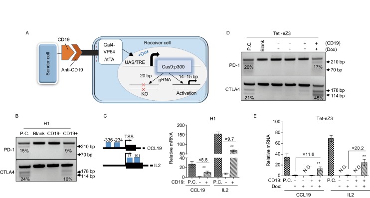 Figure 2