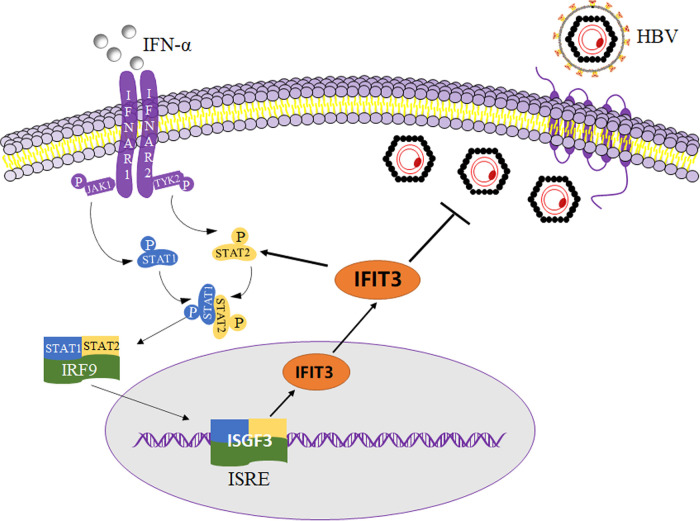 FIG 6