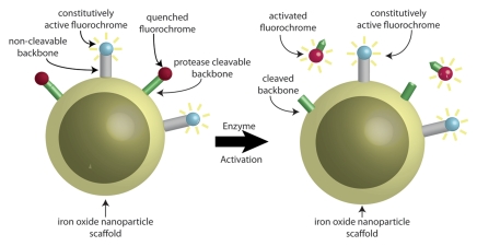 Figure 1b: