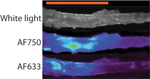 Figure 5c: