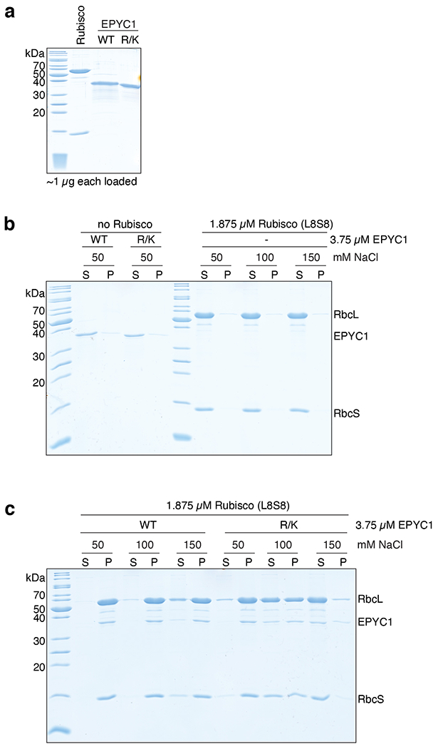 Extended Data Fig. 8