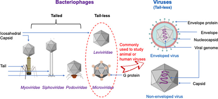 FIGURE 2