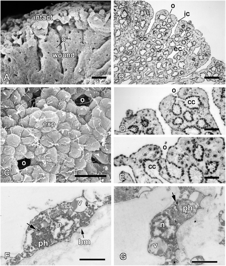 Fig 11
