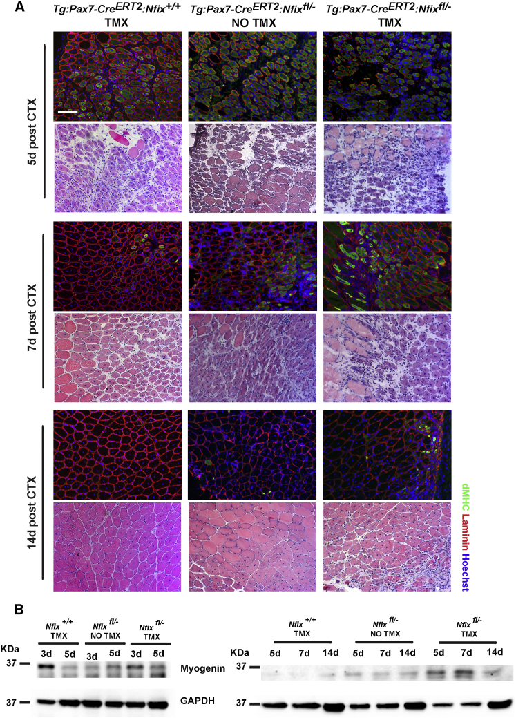 Figure 4