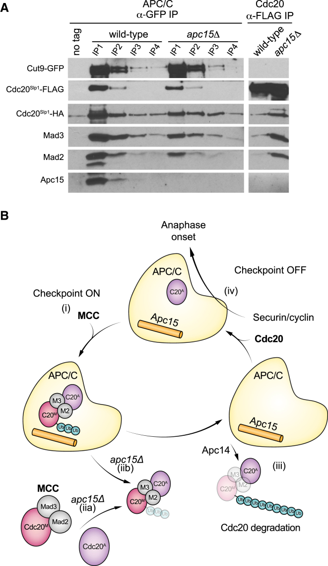 Figure 4