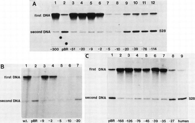 graphic file with name molcellb00094-0169-a.jpg