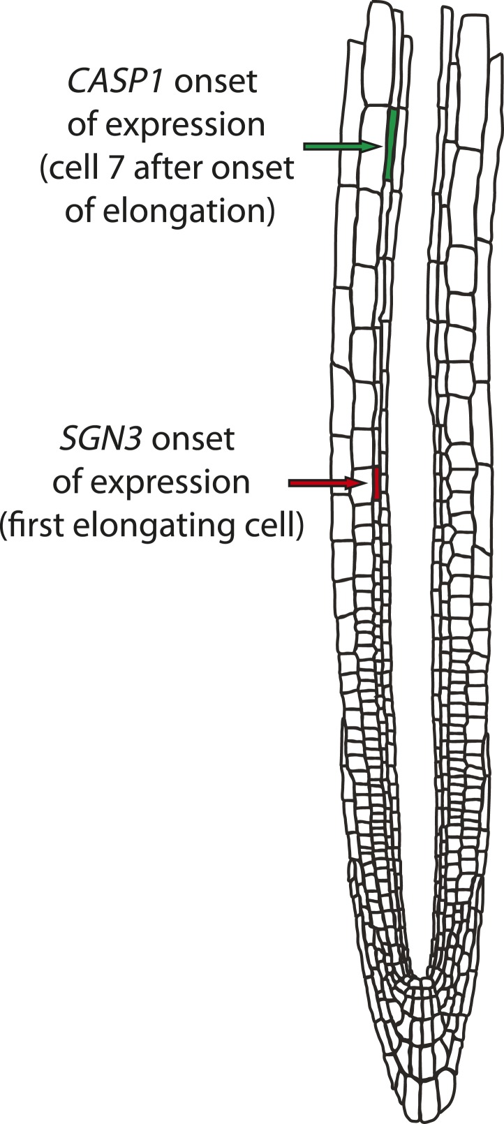 Figure 2—figure supplement 3.