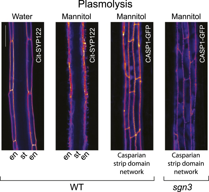 Figure 2—figure supplement 1.