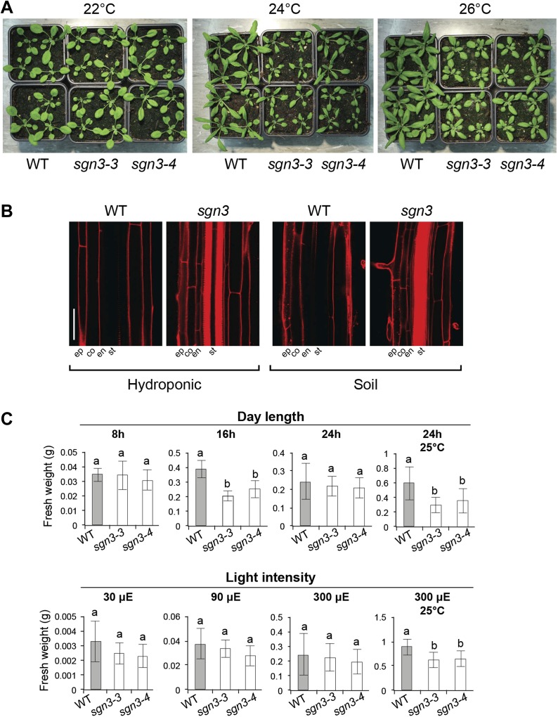 Figure 4—figure supplement 1.