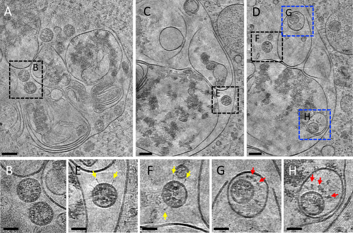 Fig. 4