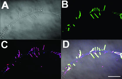 FIG. 4.