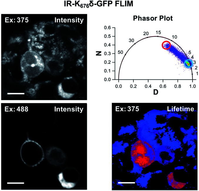 Fig. 6