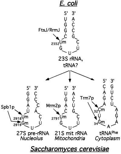 graphic file with name cdf183f9.jpg