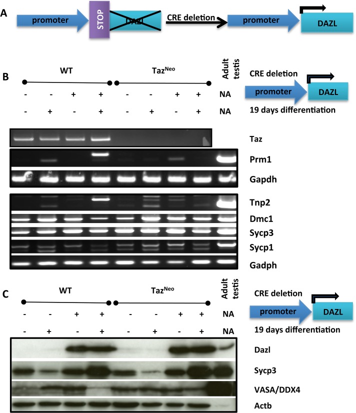 Fig 5