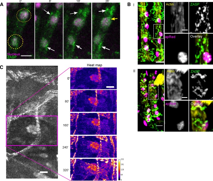 FIGURE 3: