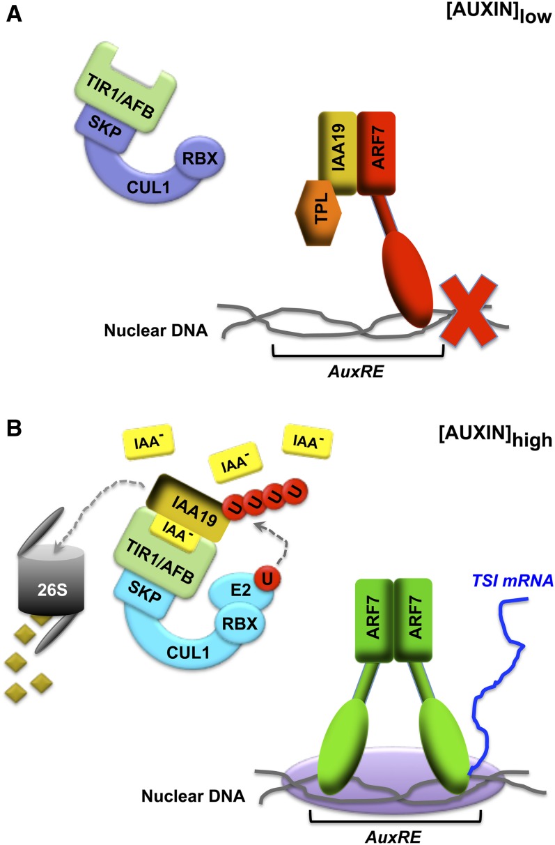 Figure 3.