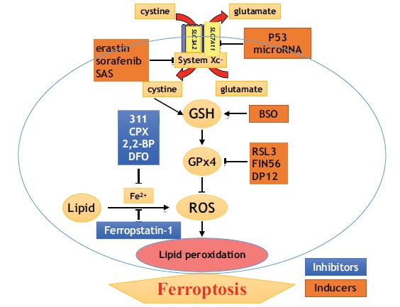 Fig. (1)