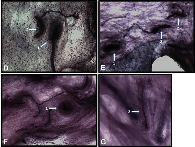 Fig. 6