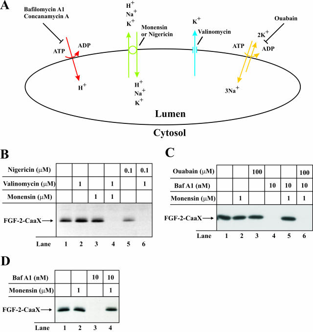 Figure 6.