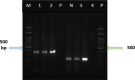 Fig. 2: