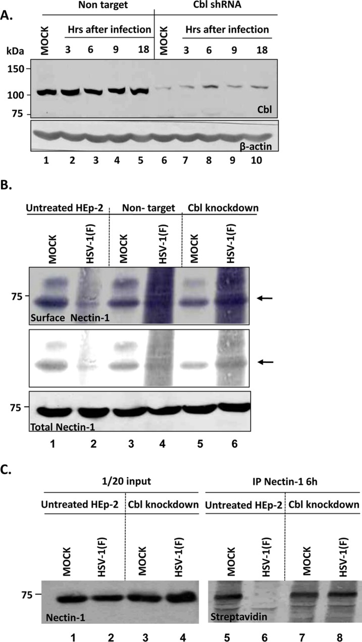 FIG 2