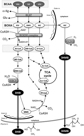 Fig. 2