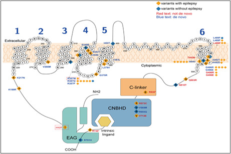 graphic file with name CNS-29-270-g005.jpg