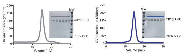 Figure 5—figure supplement 2.