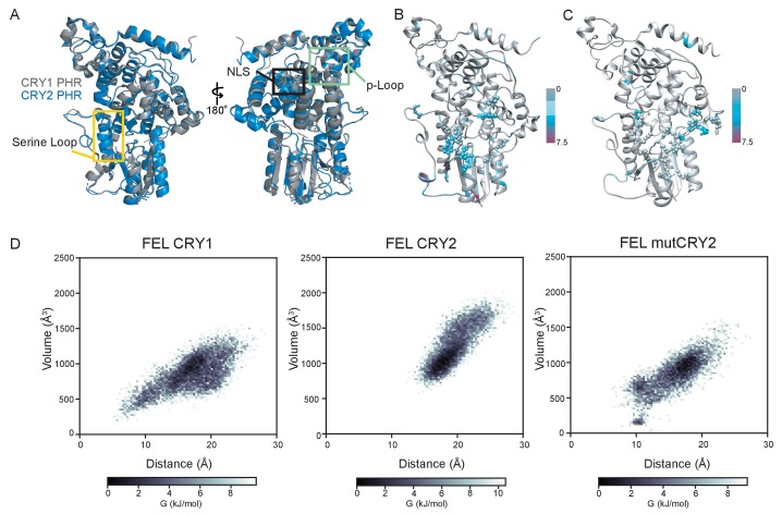 Figure 3—figure supplement 1.